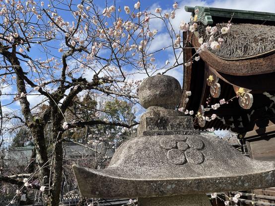 White plum blossoms in the shrine.