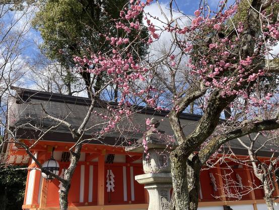 Pink plum blossoms at the shrine.