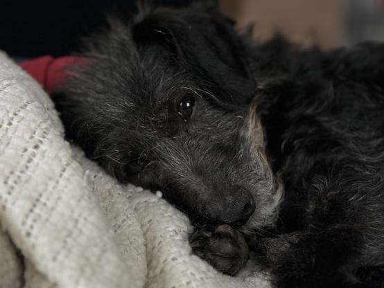 Dachshund-poodle sleeping