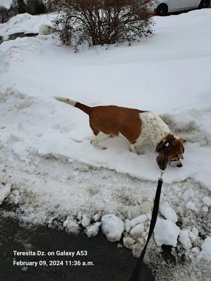 A beagle sniffing the snow.
