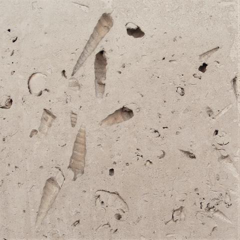 A slab of creamy-coloured Portland Roachstone with may 'Portland Screw' casts clearly visible.