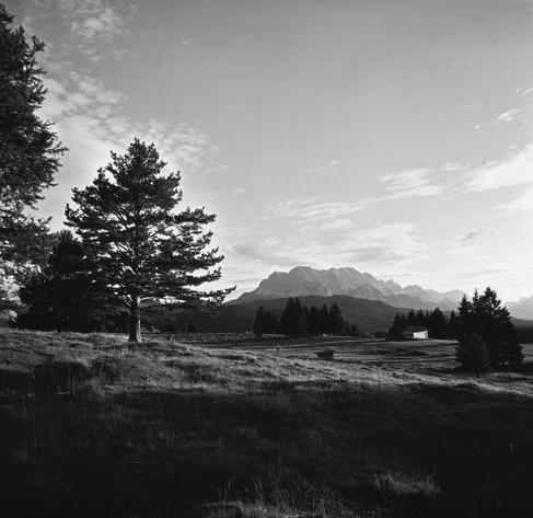 Monochrome photo of a pine with mountains in the back.