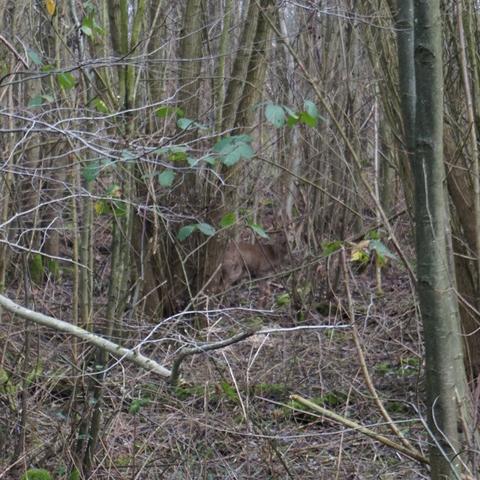 Suchbild. Reh im dichten Wald.