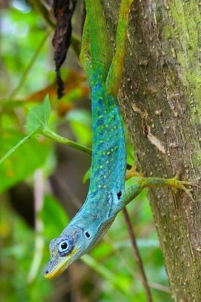 The photo shows a slender lizard sitting upside down on a tree trunk.
The body is turquoise-blue with yellow spots, a green tail and yellow lips.