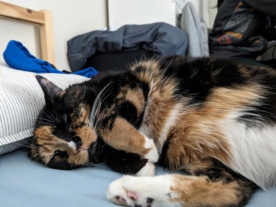 calico cat sleeping on a bed, with her paws joined together looking like a rabbig.
Her eyes are closed. Her cat nose is white, black and orange. She has a white spot on her neck. The metal zone pedal is black with red font