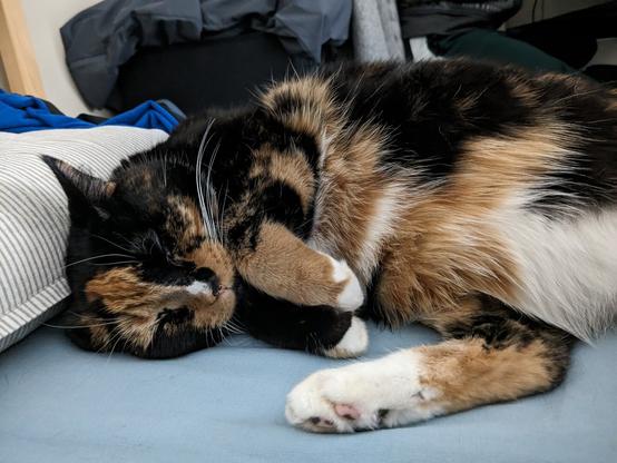 calico cat sleeping on a bed, with her paws joined together looking like a rabbig.
Her eyes are closed. Her cat nose is white, black and orange. She has a white spot on her neck. The metal zone pedal is black with red font