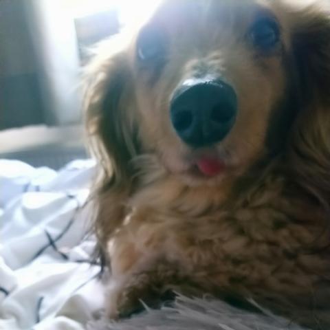 A cream miniature dachshund, looking slightly stunned in a donut bed, with her tongue out.