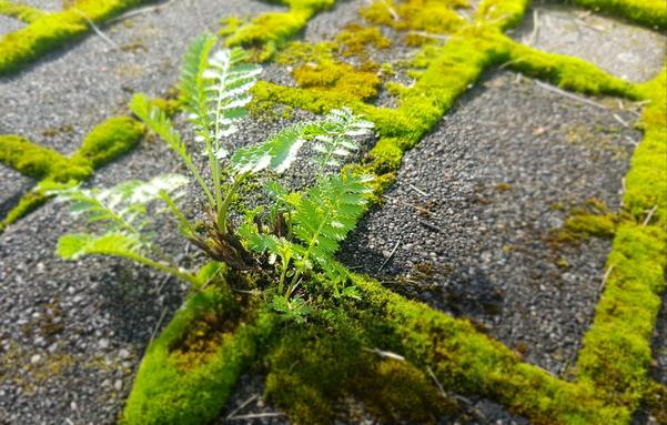 Ground bracing