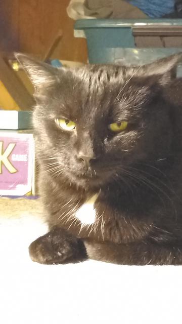Black house cat with a white tuft and green eyes who is looking at the camera. His name is "Ümlaut" and he loves you.