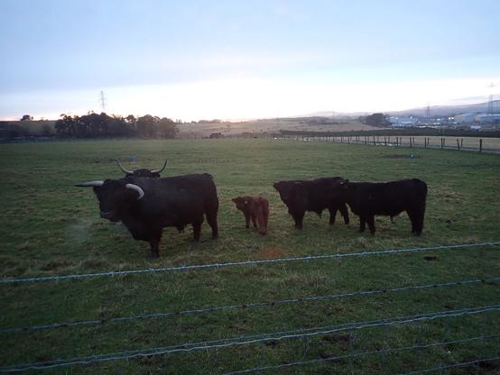 Highland cows in the Aberdeenshire Lowlands. There's a small calf between 4 big cows. The adults are black. Not long until sunset now, still a bit of walking to do.