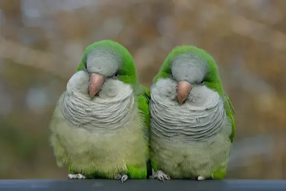 A pair of monk parakeets