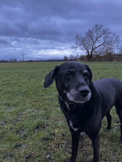 Schwarze Hündin im Wiesengrund