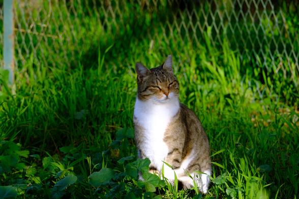 A tabby-and-white cat, sitting in deep grass. The cat squints at the camera.
