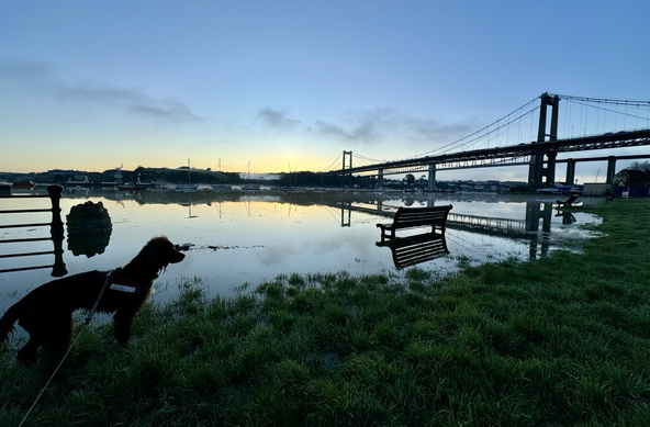 The shaded shape of a spaniel dog looks in from the left at the scene where the grassy foreground is consumed at the edge by the flooded river Tamar so much that the benches that line the grass above the river are now in it. The Tamar crossing road bridge is in the distance on the right side and the sun is glowing orange hiding behind the hillside on the opposite bank, waiting to rise and  help burn off the morning river mist.