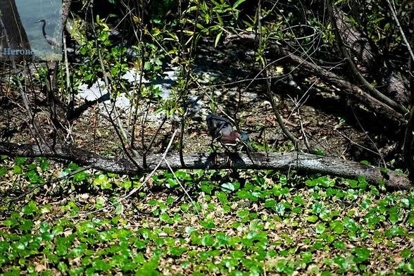 An outdoor, daylight photograph of a bird perched on a horizontal limb of a tree near the ground. The bird has a black beak, a black cap on its head, reddish feathers on its neck and black feathers on its wings. It is surveying a spot of green water lettuce.