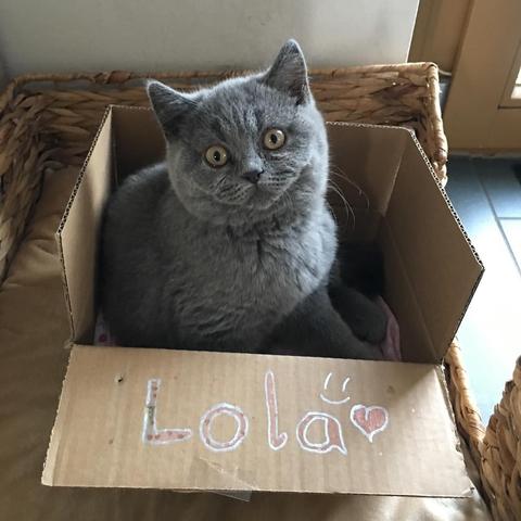 Daughter made a box
#cat #cats #catlovers #britishshorthair #instacats