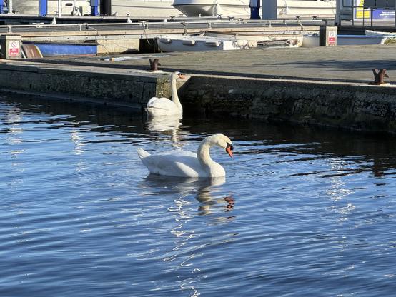 Two mute swans on the water in a harbour