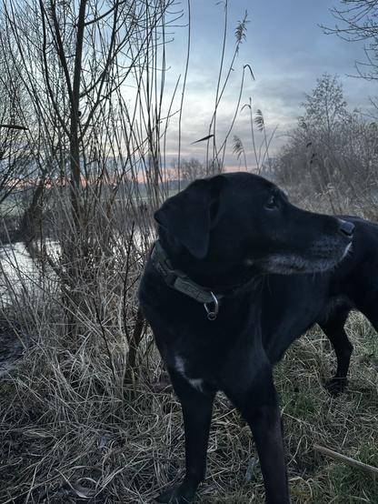 Schwarze Hündin im Wiesengrund