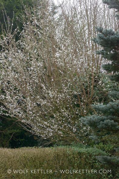 This upright photograph shows a Prunus (a small tree) with a profusion of small, white flowers in the middle distance. In the foreground an evergreen tree and the top of a privet hedge, in the background tall evergreen trees. They belong to the neighbour.