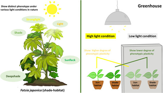 Diagrams to illustrate natural growth conditions of Fatsia japonica and the experimental greenhouse-controlled conditions assaying the degree of phenotypic plasticity under high and low light conditions.