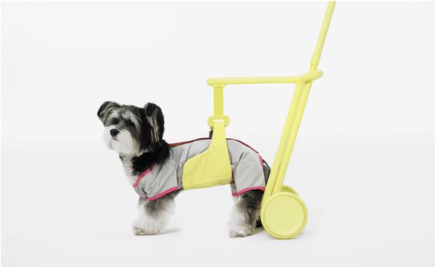 Dog in yellow Steady walking aid