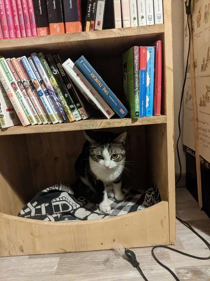 Photo d'un chat tigré gris, avec le poitrail, les pattes et le museau blanc.