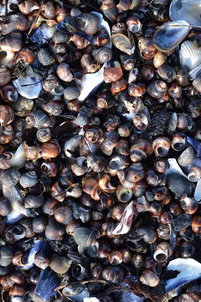A photo entirely filled with periwinkle shells (with some mussel shells as well).