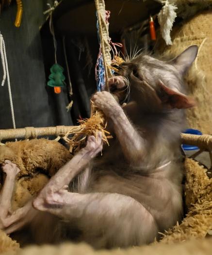 Lykoi