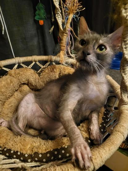 Lykoi