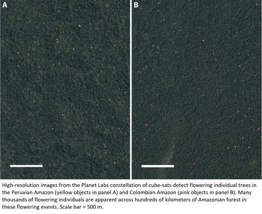aerial images - High-resolution images from the Planet Labs constellation of cube-sats detect flowering individual trees in the Peruvian Amazon (yellow objects in panel A) and Colombian Amazon (pink objects in panel B). Many thousands of flowering individuals are apparent across hundreds of kilometers of Amazonian forest in these flowering events. Scale bar = 500 m.