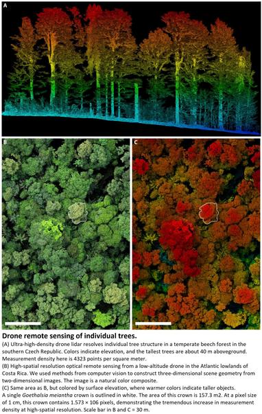 aerial and oblique remotesensing-created images - Drone remote sensing of individual trees. (A) Ultra-high-density drone lidar resolves individual tree structure in a temperate beech forest in the southern Czech Republic. Colors indicate elevation, and the tallest trees are about 40 m aboveground. Measurement density here is 4323 points per square meter. (B) High-spatial resolution optical remote sensing from a low-altitude drone in the Atlantic lowlands of Costa Rica. We used methods from computer vision to construct three-dimensional scene geometry from two-dimensional images. The image is a natural color composite. (C) Same area as B, but colored by surface elevation, where warmer colors indicate taller objects. A single Goethalsia meiantha crown is outlined in white. The area of this crown is 157.3 m2. At a pixel size of 1 cm, this crown contains 1.573 × 106 pixels, demonstrating the tremendous increase in measurement density at high-spatial resolution. Scale bar in B and C = 30 m.