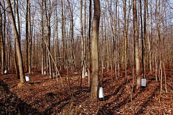 Maple trees with sap buckets collecting the sap for making maple syrup