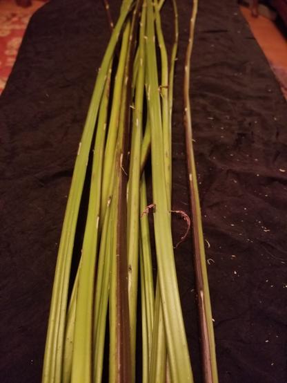 Stalks of cleaned off woodwardia fronds on a black sheet