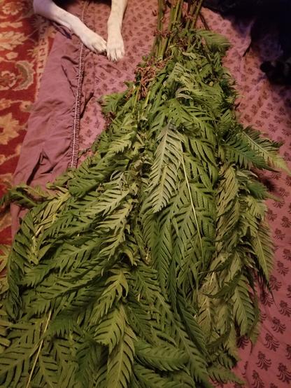 Bunch of woodwardia fern fronds sitting on a purple patterned sheet with a couple dog paws in the background.