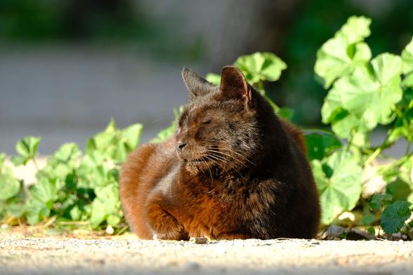 Photo of a black cat, resting on a sunny spot near some green plants. The cat's eyes are closed, and its long white whiskers glow in the sunlight.
