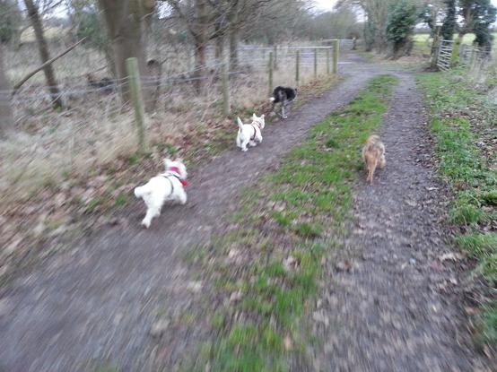 The dogs scamper further down the track with a wiggle in their walk.