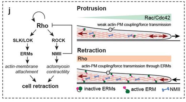 Model showing how excitable Rho activity drives cell contractions through both ERM activation via SLK/LOK and ROCK-mediated actomyosin contractility.