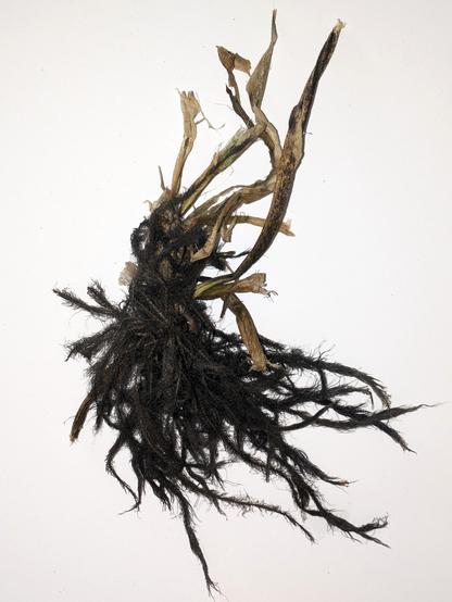 An object found on the seashore as jetsam, arranged tidily on a white background.
It appears to be a feathery clump attached to some organic material like the roots of a plant