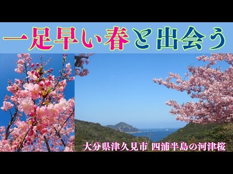 【春だよ🌸】海と河津桜を見る｜大分県津久見市 四浦半島「豊後水道河津桜まつり」ドライブ動画2024【花見】