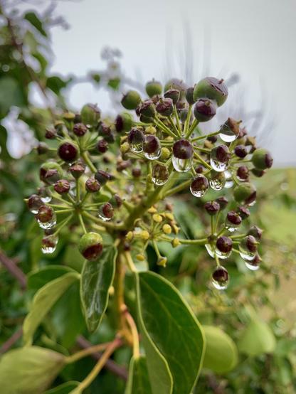 Dew drops on ivy berries