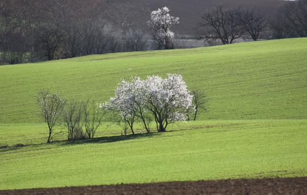 A mitja distancia, arbre florit de fulles blanques en mig d'un camp verd