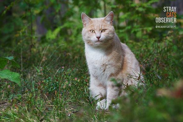 Ginger cat sits in a clearing in the forest