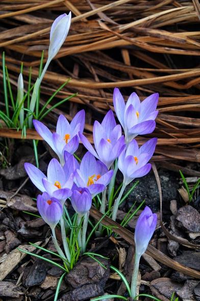Krokusse, aufgeblüht