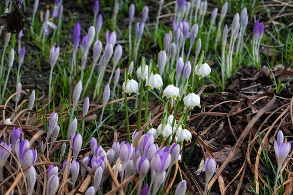 Schneeglöckchen zwischen noch geschlossenen Krokussen