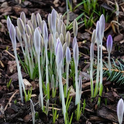geschlossene Krokusse
