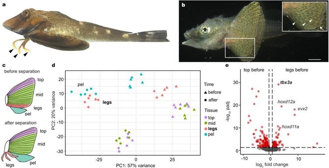 Sea robin leg development. Novel leg-like structures in sea robins (A, black arrowheads) develop from the bottom three ray fins (B, white arrowheads) of the pectoral fin. Scale bar: 1 mm. (B) Schematic representing tissues collected for RNA-seq before and after leg separation. (D) PCA showing clustering of gene expression profiles of legs with pelvic fins before and after separation. (E) Volcano plot showing upregulated gene expression, including tbx3a, in the future legs compared with the top portion of the pectoral fin before leg separation.