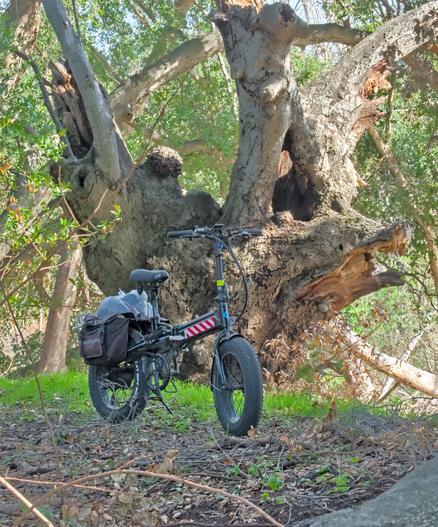 a loaded clean black ebike parked in front of a really big gnarly tree truck. years of wear showing in the tree. big broken limbs, rotten holes, rough bark.