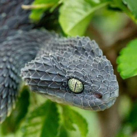 The photo shows the head of an anthracite-colored bush viper. The scales are coarse and rough, the eyes are metallic green with a vertical black pupil