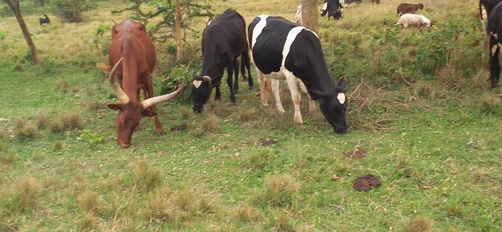 Des vaches en train de paître au Rwanda
Photo Stevenndori289 via Wiki commons