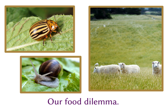 Photos of a potato bug, a snail on lettuce, and sheep on pasture.
"Our food dilemma."